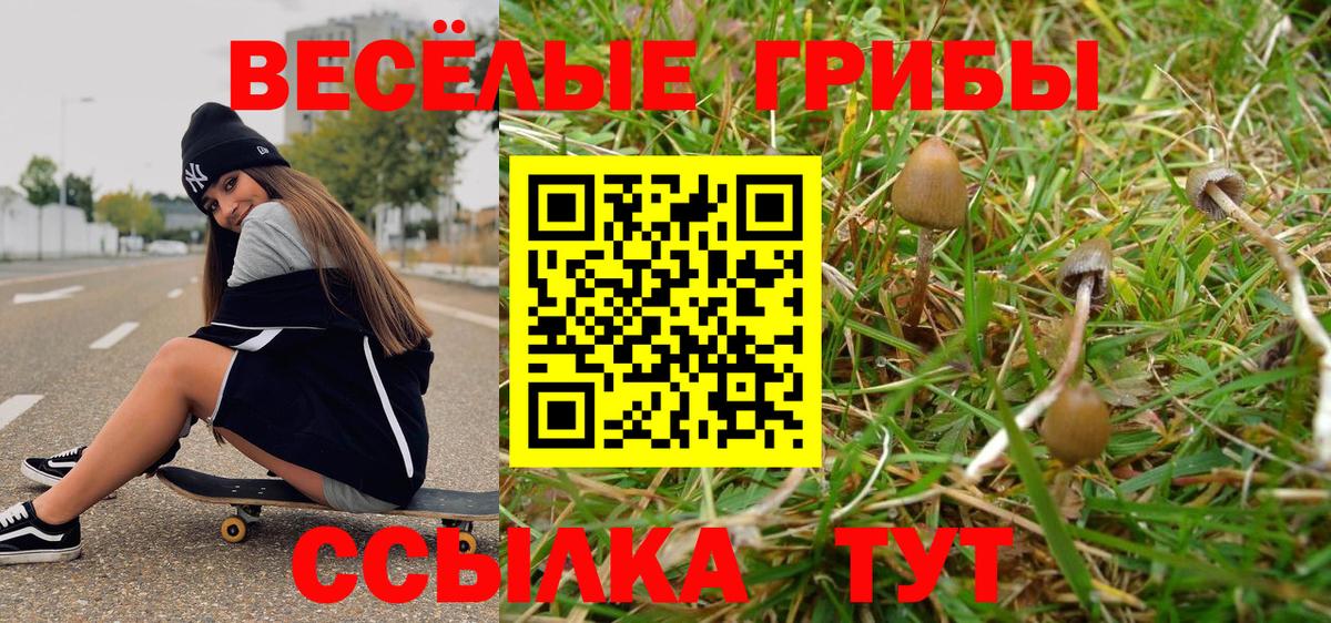 Псилоцибиновые грибы Psilocybine cubensis Полысаево